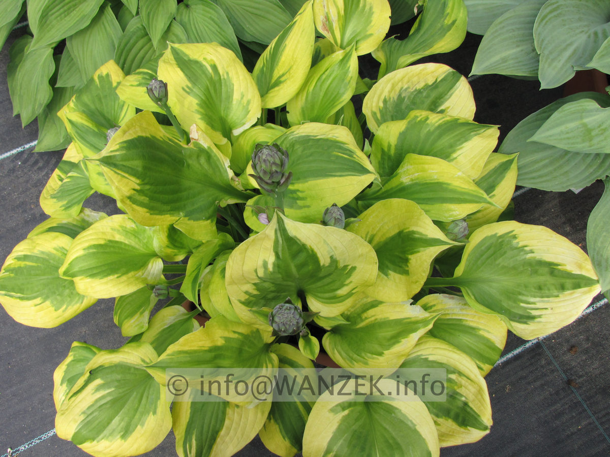 Hosta Hybride Honshy 03.JPG